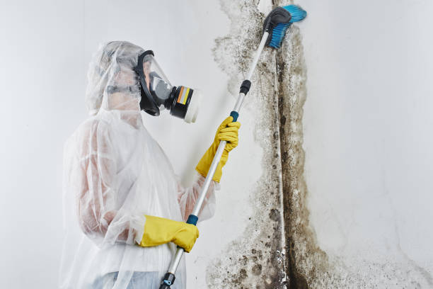 Best Localized Mold Remediation (e.g., coastal areas, humid climates) in Willow Creek, CA