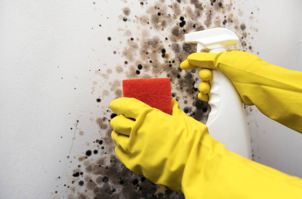 Best Attic Mold Remediation in Willow Creek, CA