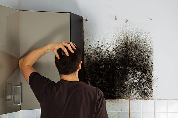 Best Emergency Mold Remediation in Willow Creek, CA