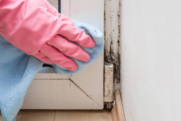 Best Insurance-Related Mold Remediation in Willow Creek, CA